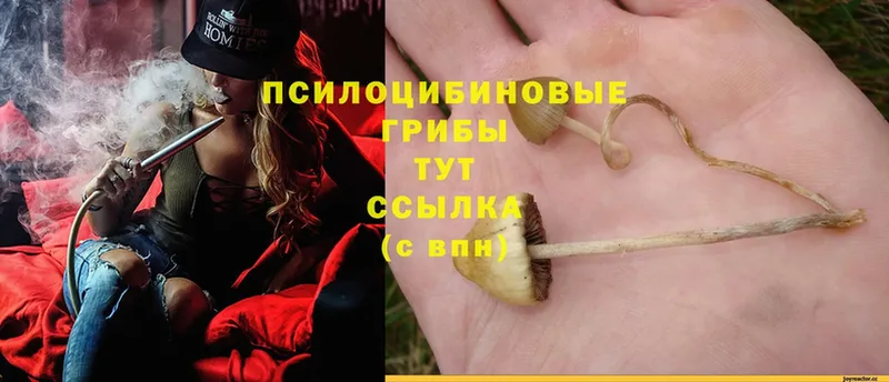 наркотики  Луза  Псилоцибиновые грибы Magic Shrooms 